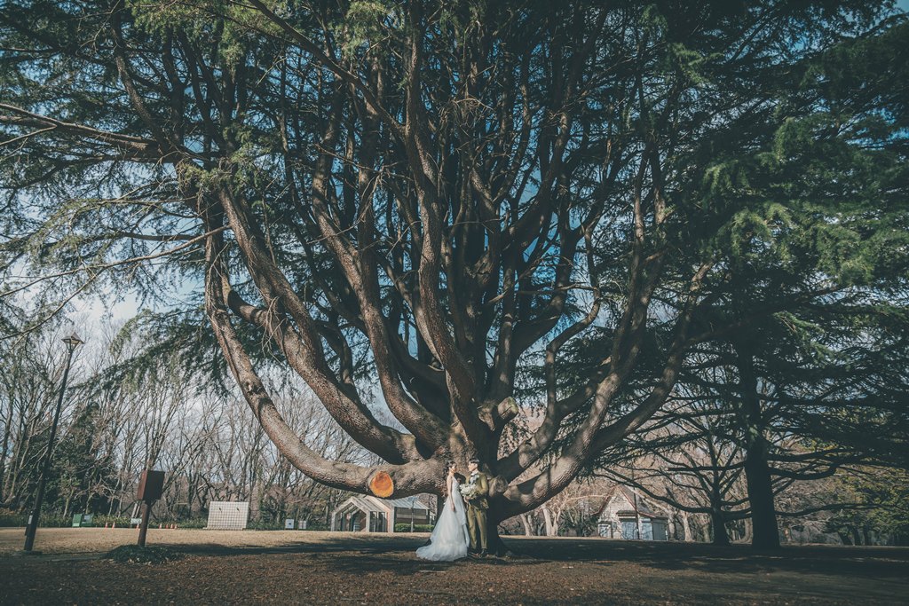 Pre-wedding shoot in front of the iconic giant tree at Kinuta Park — the tree's scale and dappled light create a naturally beautiful portrait